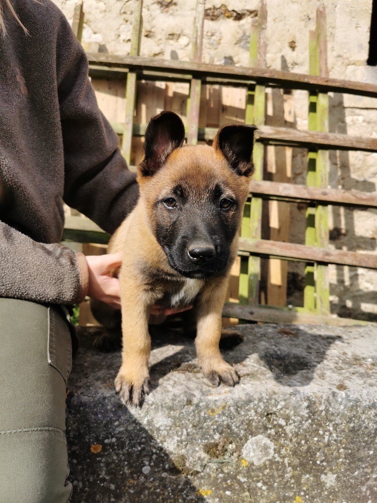 de scottenland - Chiots disponibles - Berger Belge