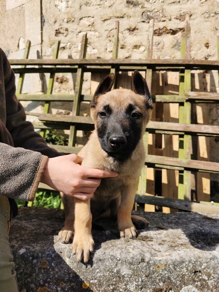 de scottenland - Chiots disponibles - Berger Belge